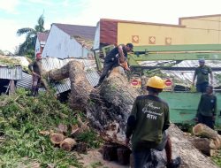 Pohon Tumbang Timpa Rumah dan Kios di Kelurahan Kayu Merah, Warga Diminta Waspada