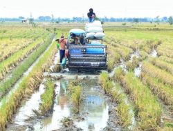 Bupati Kudus Dukung Swasembada Beras Ketan, Petani Harapkan Kebijakan Stabilisasi Harga