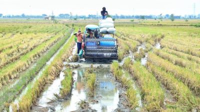 Bupati Kudus Dukung Swasembada Beras Ketan, Petani Harapkan Kebijakan Stabilisasi Harga