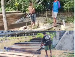 Penebangan Liar Menggila di Gane Timur. Pelaku Tantang Hukum, Aparat Dinilai Mandul