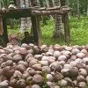 Harga Kopra Anjlok, Petani Kelapa Gane Timur Keluhkan Dampaknya Pada Penghasilan