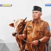 Yayasan Nasab Tebar Kepedulian, 15 Ekor Sapi Kurban Disalurkan ke Masyarakat Ternate