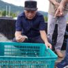 Resmikan Panen Perdana, Sarbin Sehe, Malut Genjot Budidaya Udang Vaname di Desa Tuada