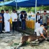 Pantau Penyembelihan Kurban, Wagub Sarbin Pastikan Proses Sesuai Syariat dan Standar Halal