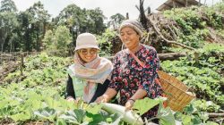Kebun Hortikultura Jadi Ruang Kemandirian Perempuan di Pulau Obi