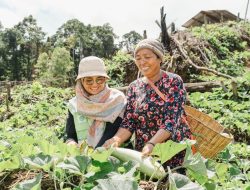 Kebun Hortikultura Jadi Ruang Kemandirian Perempuan di Pulau Obi