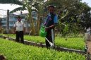 Anggota Lembaga Pemasyarakatan (Lapas) Kelas IIA Kota Ternate bersama warga binaan. Dlakukan kegiata penyiraman rica atau cabai, kangkung, terong, jagung, dan singkong. Senin, (28/09/28). Dok. Agis